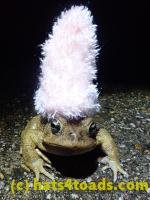/home//u458753944/public_html/sourcegallery/////////Roxborough Toad Detour/2022/2022-03-19/P3190913.JPG